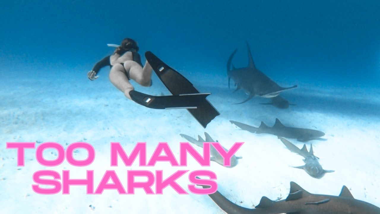 the LAST ONE; the TRUTH about SHARKS [ep 67]
