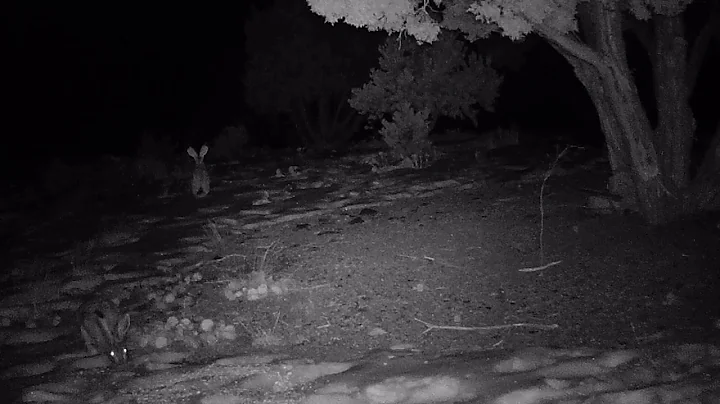 2RABBITS 012520