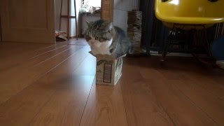 小さすぎる箱とねこ。Too small box and Maru 3.