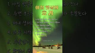 ✨아침 햇살의 효과 6가지 #햇빛 #멜라토닌 #아침루틴 #수면건강 #기분전환