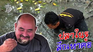 หม่อมถนัดแดก | ปลาในรูลึกเท่าคอ | ปลาอะไรจะอยู่ลึกขนาดนั้น