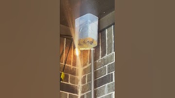 Gasoline VS Wasps #shorts #gasoline #wasp