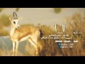 شيلة عيون المها كلمات علي الشناني أداء وسمي نجد الوافي شيلة عيون المها كلمات علي الشناني أداء وسمي نجد الوافي