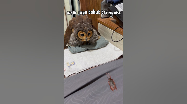 Takut sama kecoak? Panggil si Bibib saja! #burunghantu #owl #animalfunny #animal
