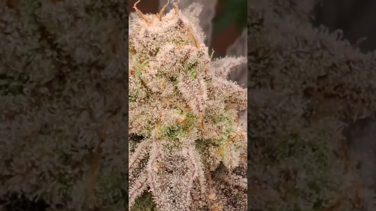 Slim 750S Grow Maximum resinous buds 