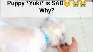 Puppy *Yuki* is SAD???. Why puppy youtubevideos doglovers pet pets viral trending @ginny6102