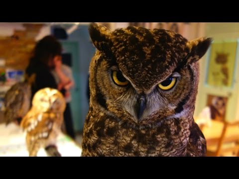 japanese-owl-cafe