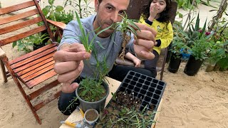 هل تعلم كيف يتم إكثار نبات القرنفل ؟ شاهد طريقة زراعة وإكثار نبتة القرنفل الوردي بكل سهولة 🌷💐🌹🌺