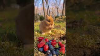 ASMR #rabbit #asmr#soundvariations #cute #animals #asmr #asmrsounds #asmreating #asmrfood