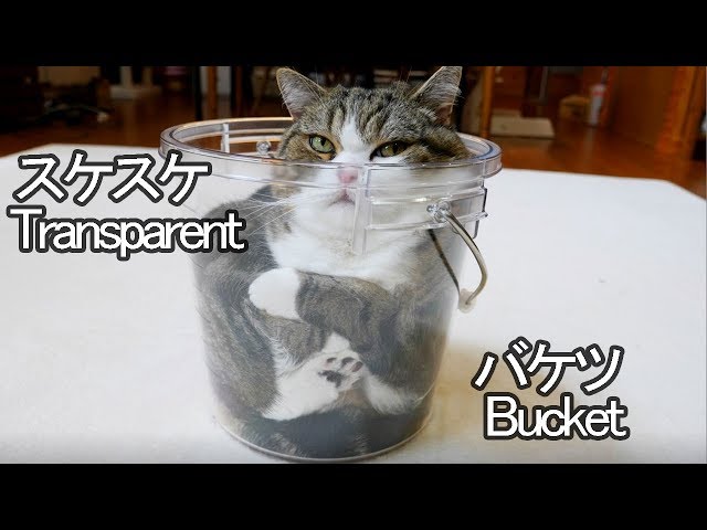 スケスケなバケツとねこ。-Transparent bucket and Maru.-