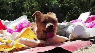 The Dog Was Thrown Into The Garbage Dump, The Stench Was So Bad, The Change After Getting A Home