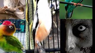 Masteran Cendet , LoveBird,Tengkek Buto, GerajaTarung, Kuntilanak