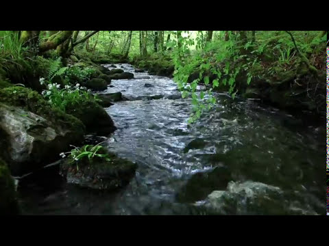 8 Hours Relaxing Nature Sounds Forest River-Sleep Relaxation-Birdsong-Sound of Water-Johnnie Lawson