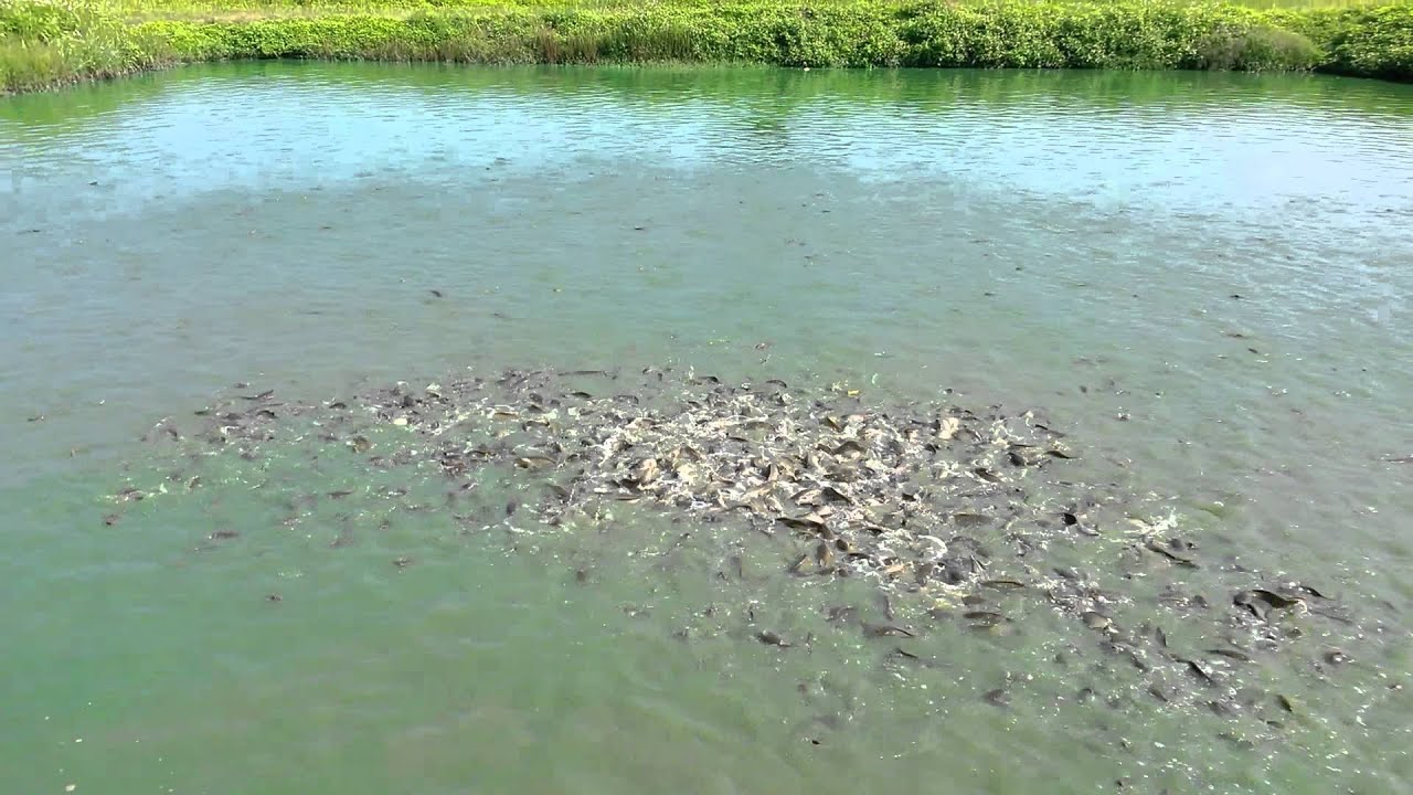 ฟาร์มปลาดุก Catfish Farm in Thailand. (1080HD) YouTube