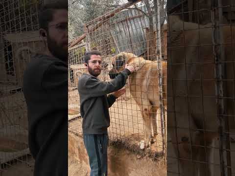 Video: Diğer Köpeklere Yönelik Köpek Saldırganlığını Durdurun