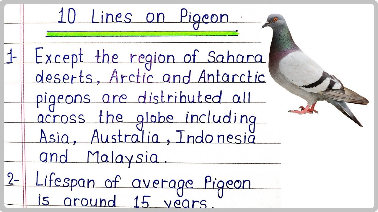 10 Lines Essay on Pigeon in English Pigeon 10 Points Few Lines and