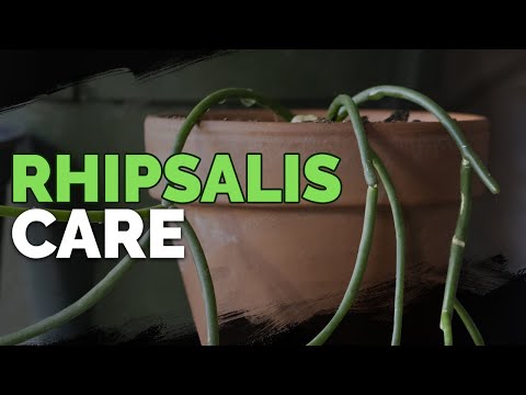 Rhipsalis Care: Growing the Jungle Cacti