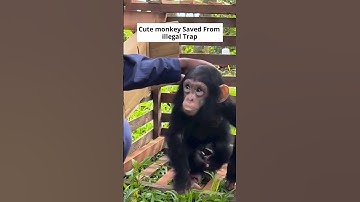 Baby Monkey Saved from illegal Trap - #animals #monke