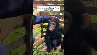 Baby Monkey Saved from illegal Trap - #animals #monke Profile