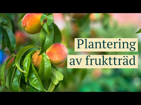 Video: Hur Man Planterar En Aprikos