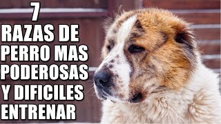 7 Razas de perros Mas Poderosas y Mas Difíciles De Entrenar