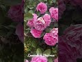 Leonardo da Vinci rose! #roses #gardening