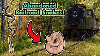 Venomous Snake on an abandoned Railroad!? Central Texas Herping Adventures