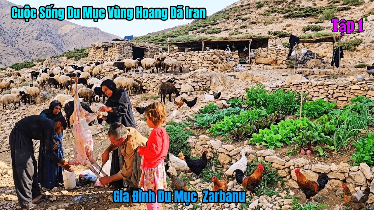 Cuộc Sống Du Mục Iran - Gia Đình Du Mục Zabannu Chăn Nuôi Sinh Tồn Trên Núi Cao