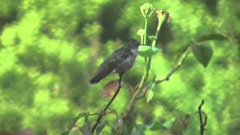 Even More Ruby-Throated Hummingbirds in Maryland - 2010