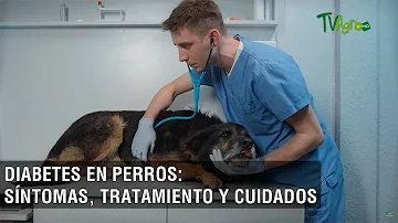 ¿Cuáles son los síntomas de la diabetes en los perros?