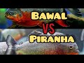 Percobaan: Bawal Masukin Ke Tank Piranha #predator Fish Battle