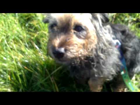 sally-border-terrier-cross-needs-home---macclesfield-rspca.mp4