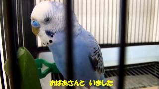 おしゃべりインコぴのこ 裏 名言集 Youtube