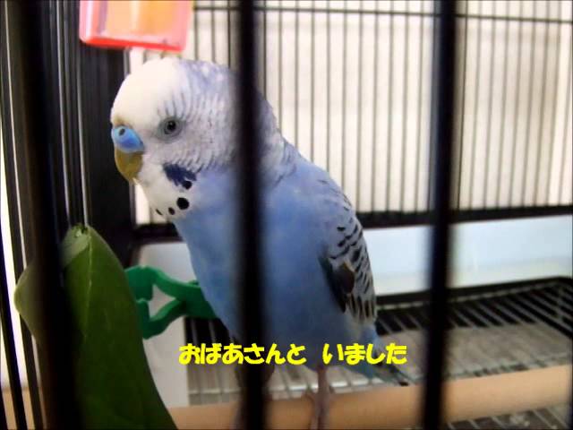 おしゃべりインコぴのこ 裏 名言集 Youtube