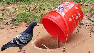 Method Unique Bird Trap - Creative Underground Pigeon Trap Using Plastic Container And Woods