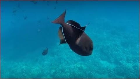 Black Durgon Triggerfish - Molokini Crater, Maui, Hawaii