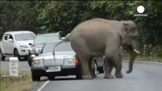 слон залез на машину