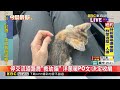 停交流道路肩「救幼貓」 洋蔥暖PO文：決定收編@newsebc
