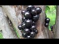 Jaboticaba, jabuticaba, yvapurũ, yva puru, yva hu, guapurú, yabuticaba, Plinia cauliflora