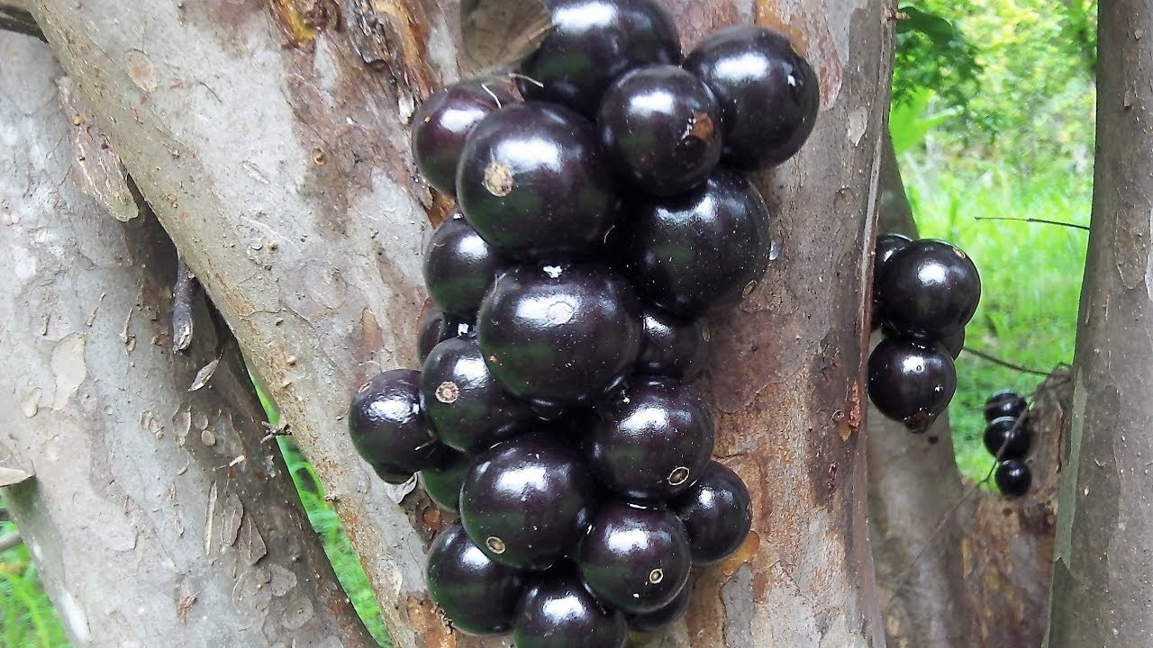 Jaboticaba, jabuticaba, yvapurũ, yva puru, yva hu, guapurú, yabuticaba, Plinia cauliflora