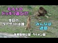 ライオン園　モルトのドッキリ遊び⁉　きょうのターゲットは誰？　多摩動物公園　Molt’s Prank Play!? with English Subtitles Tamazoo