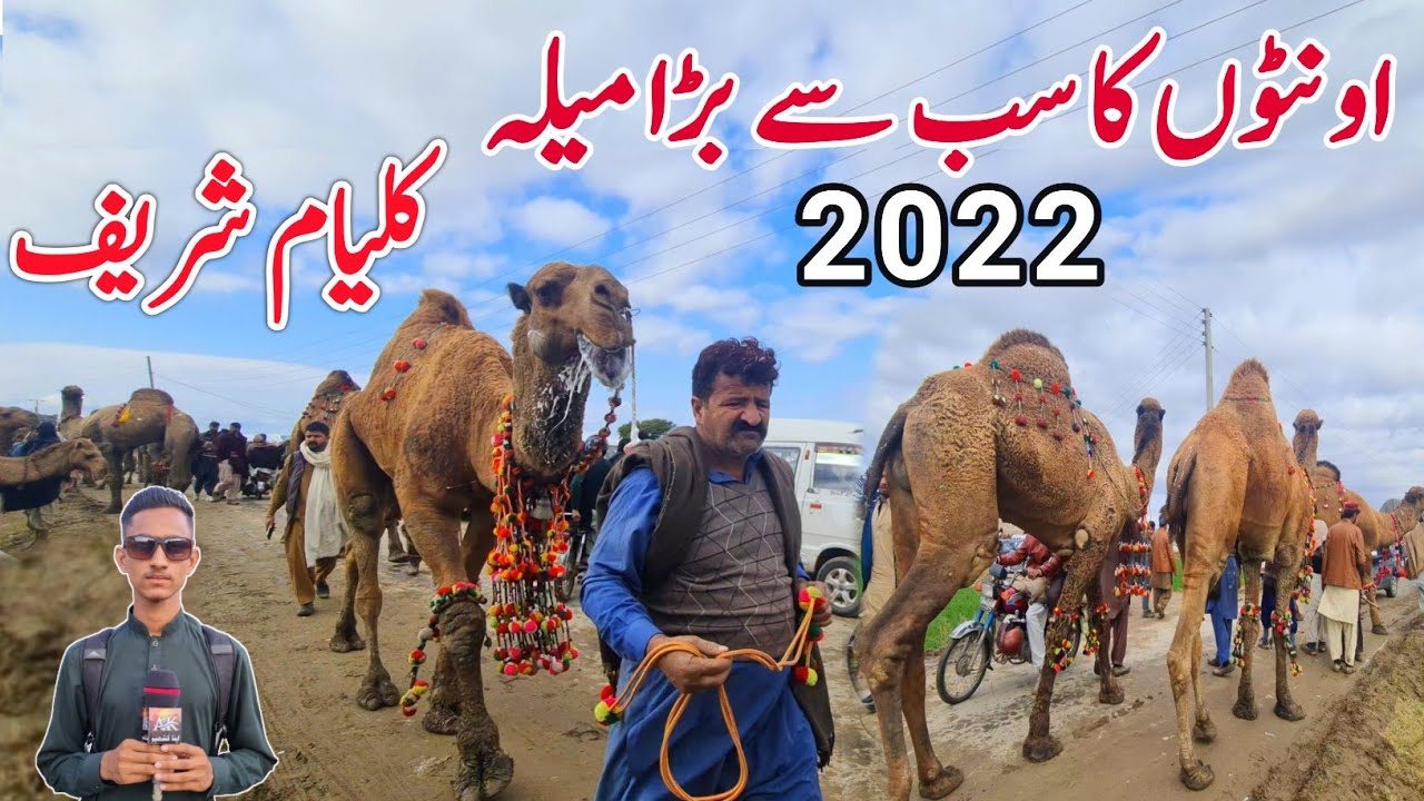 Kalyam Sharif Mella 2022|Kalyam Sharif Drbar Urs|The biggest camel festival in Pakistan|Apna Kashmir