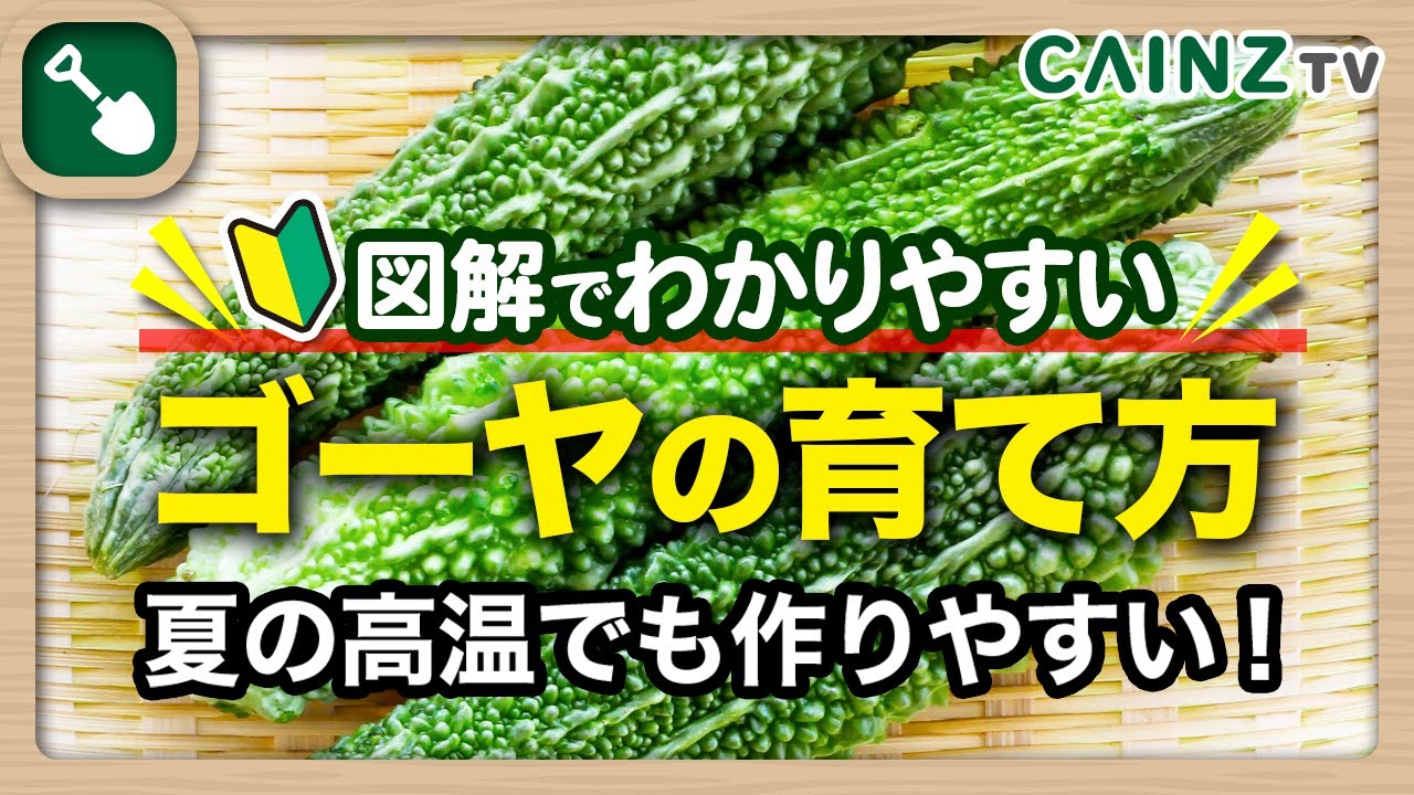 ゴーヤ 肥料 やけ