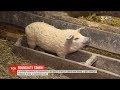 Волохаті свині: в Україні набувають популярності угорські мангалиці