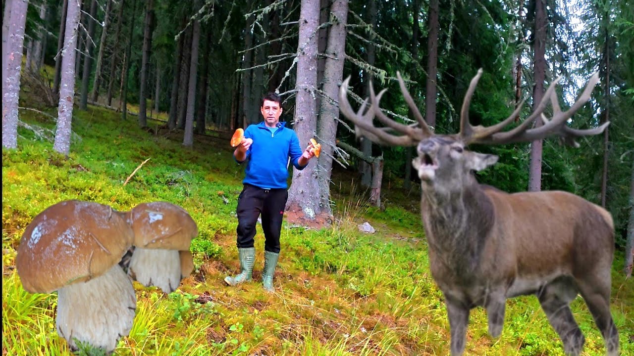 PLOUĂ CU HRIBII ÎN MUNȚII APUSENI 🍄 ÎNCONJURAT DE CERBI – MOMENT FANTASTIC | EP. 54