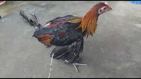 qaib qus thiab qaib qus tus tub ( pom 1) . ไก่ป่า100%กลับลูกผสมน้ำ1. (โชว์)