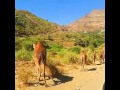 ايوب طارش طائر ام غرب مع مناضر من اليمن السعيد 