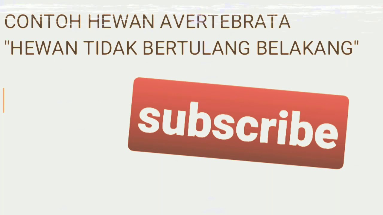  Contoh  hewan  avertebrata hewan  tidak bertulang  belakang  