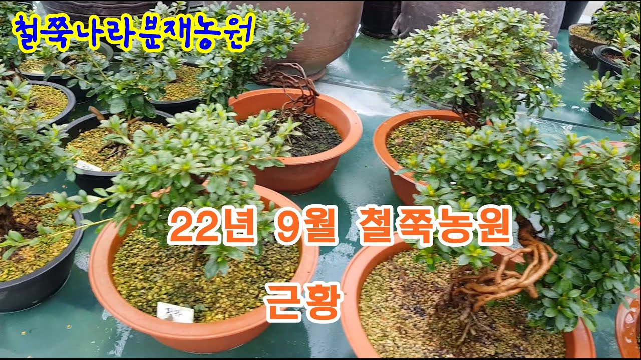 22년9월14일 철쭉농원 현재 근황
