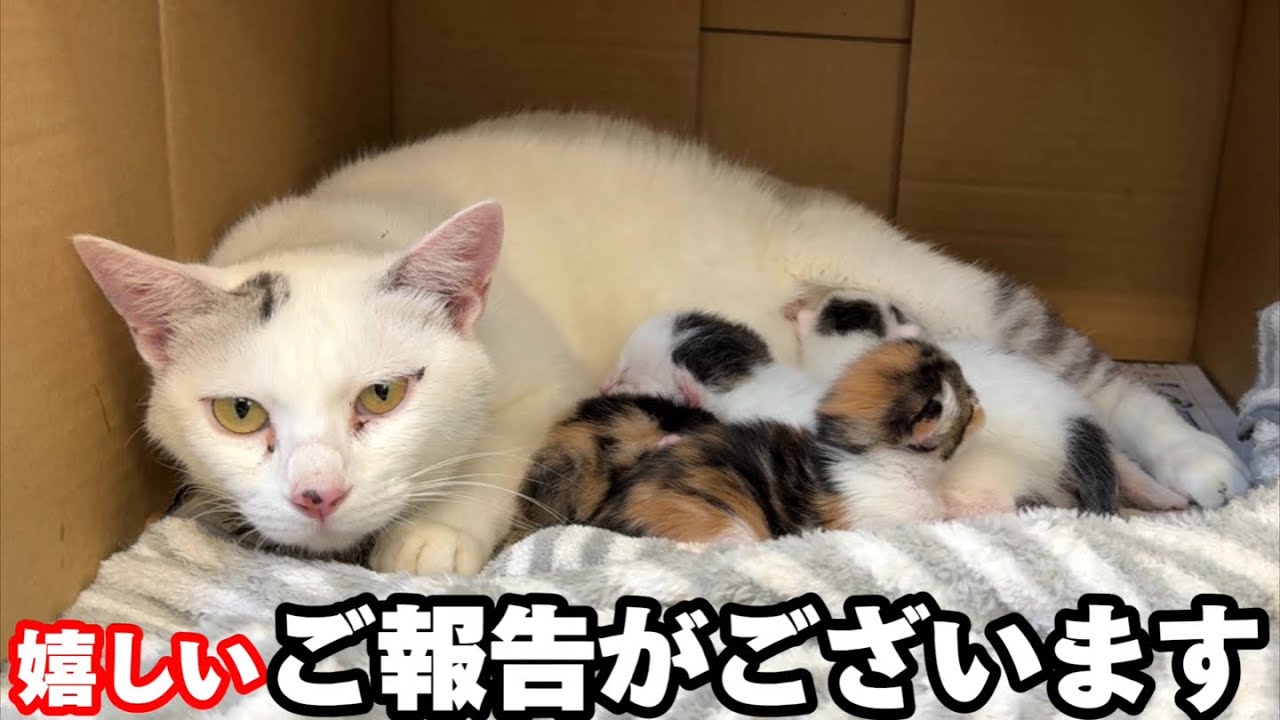 We have some important news to share about the four sibling